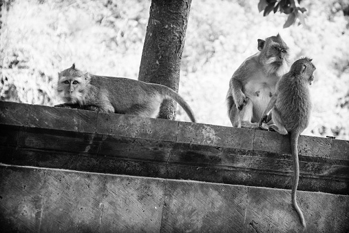 Padang Padang, a delightful resort situated in the west of the peninsula of Kuta Seletan, is one of the most sought after by surfers in search of big waves. At the top of the cliff, before the descent to the beach, you will find the wonderful Hindu temple: here the monkeys in semi-wild state have chosen the temple and the surrounding forest as their home. 