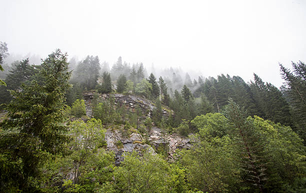 istock Green forest in fog 514247811