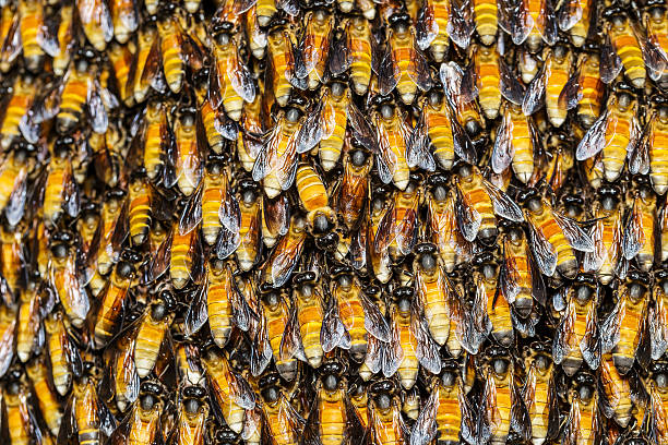 istock Texture of bee worker holding together 514247879