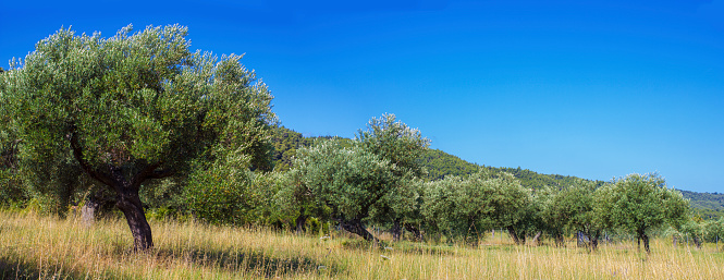 Olive trees panoramic. Greece. Halkidiki.