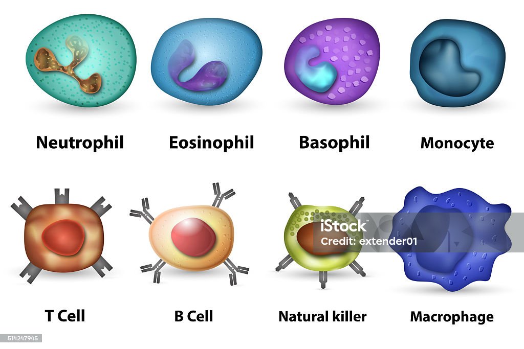 White Blood Cells Overview Stock Photo - Download Image Now - Macrophage, White  Blood Cell, Biological Cell - iStock