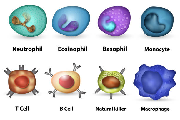 białe krwinki omówienie - macrophage human immune system cell biology zdjęcia i obrazy z banku zdjęć