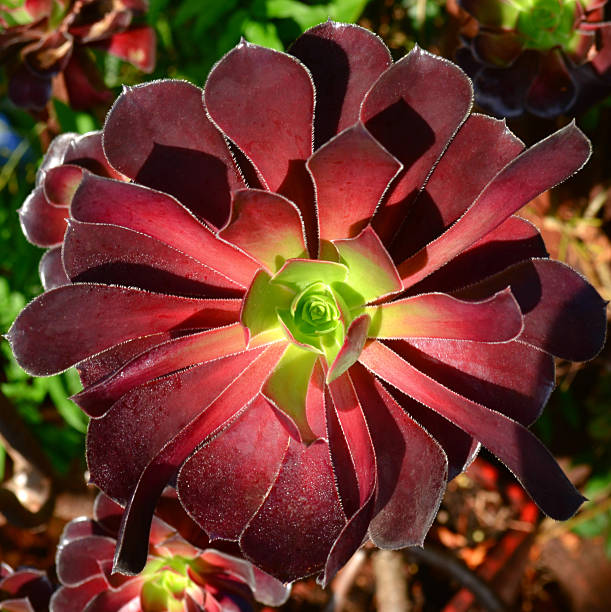 Succulent Echeveria, Black Prince stock photo