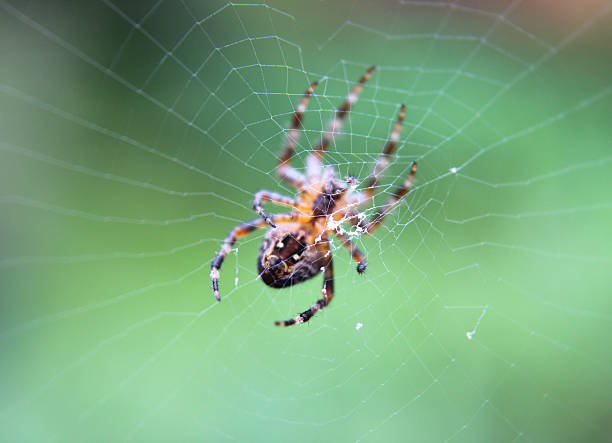 jardin européen toile d'araignée image/anglais cross spider/orbweaver/diadème - cross spider photos et images de collection