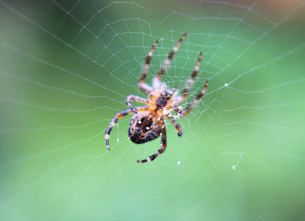 europeia de aranha de jardim imagem da web/english cross aranha/orbweaver/diadema - cross spider imagens e fotografias de stock