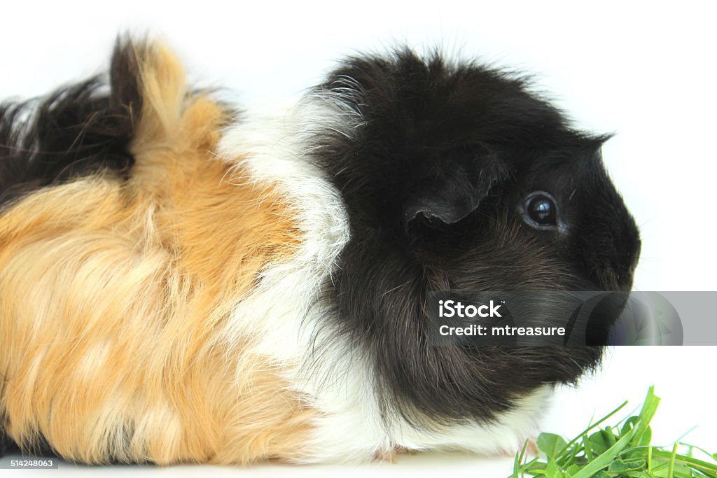 Orange / ginger, black, white short-hair abyssinian guinea pig / tortoiseshell cavy Photo showing the face, head and body of a female sow, orange / brown / ginger, black and white short-hair abyssinian guinea pig (tortoiseshell colours and pattern).   This variety of guinea pig / cavy (abyssinian) has short hair with multiple rosettes and is ideal as a pet, since its hair stays neat, without tangling, and requires minimal brushing. Abyssinian Guinea Pig Stock Photo