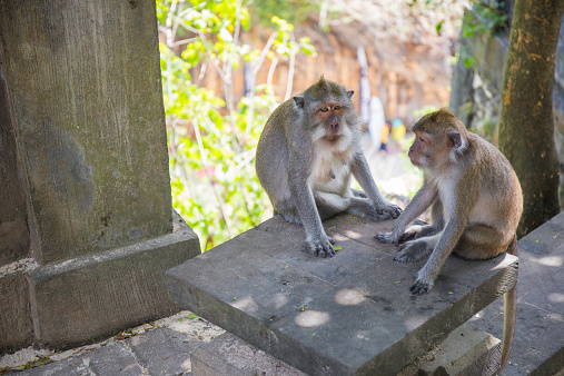 Horizontal closeup photo of a male Balinese Macaque monkey sitting on a low stone wall  with its hand in the trouser pocket of a young male tourist sitting next to it in the Sacred Monkey Forest in Ubud Bali.