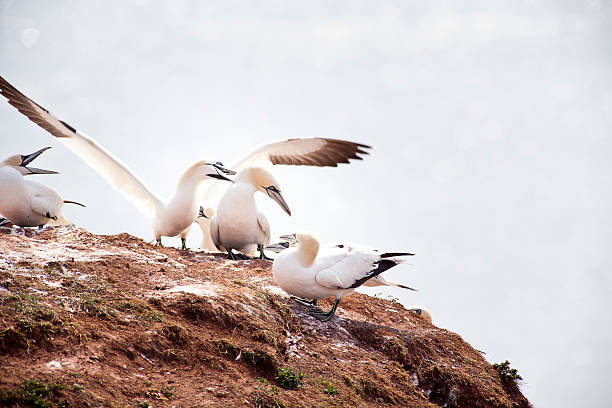 istock Morus bassanus - gannets at Helgoland germany 514248575