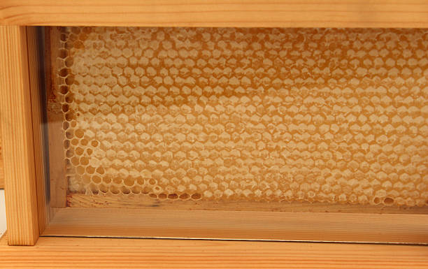 istock Honey bee honeycomb plate / hexagonal wax cells, glass cabinet, beekeeping 514249769