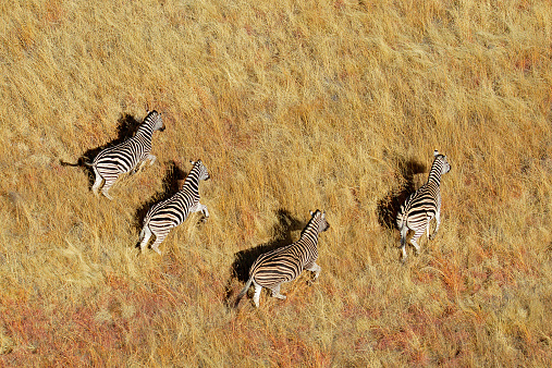 Aerial view of Plains (Burchells) Zebras (Equus burchelli) in grassland, South Africa