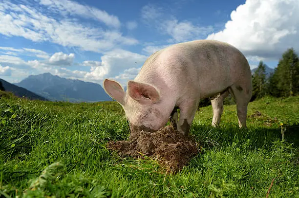 Domestic pig on an alpine pasture