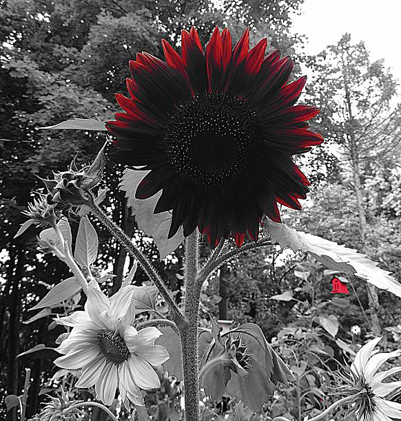 istock Black and White with Dark Red Sunflower 514250847