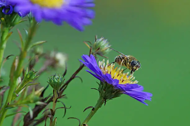 Dung bee on michaelmas daisy,Eifel,Germany.