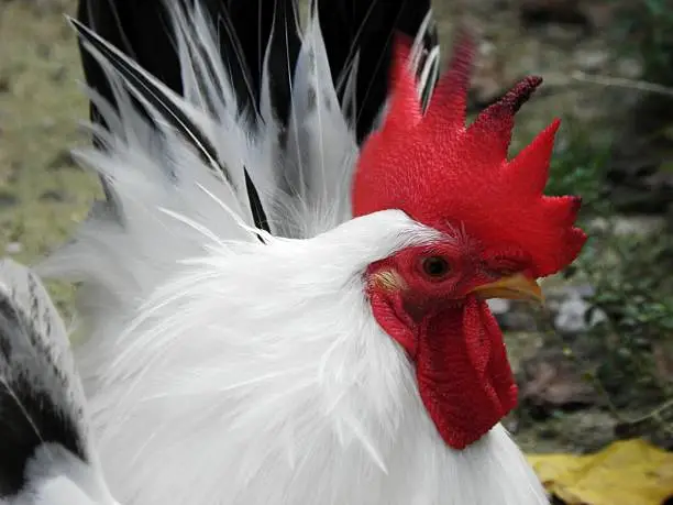 Photo of Bantam