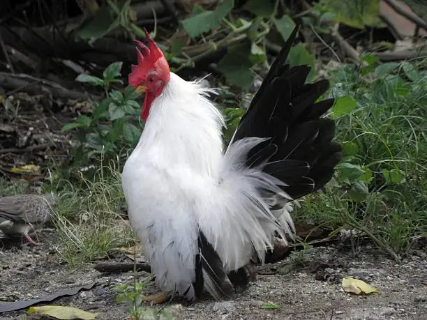 Photo of Bantam