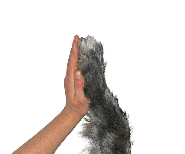 istock human hand and dog paw 514257740