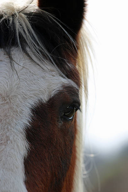 istock Close Up Brown and White Horse Eye 514258344