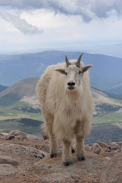 istock Single Mountain Goat on Mount Evans in Colorado 514258486