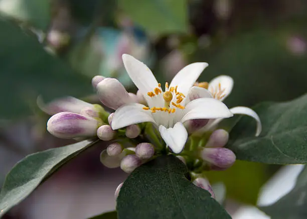 Citrofortumela micropara.  Blossoming orange tree