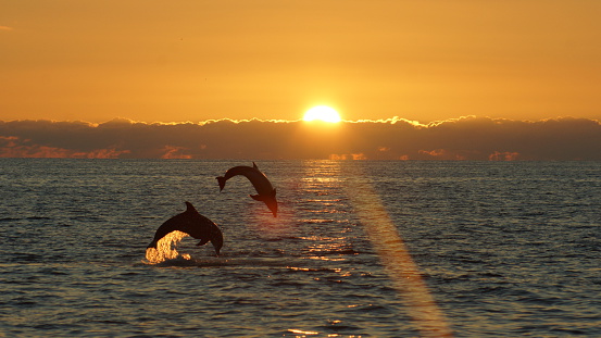 2 dolphins leaping at sunset near Sanibel Island Florida