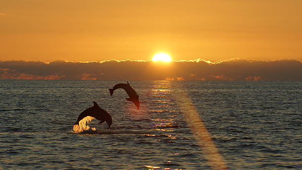 leaping pair 2 dolphins leaping at sunset near Sanibel Island Florida dolphin stock pictures, royalty-free photos & images