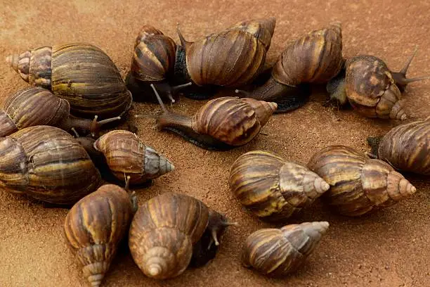 Photo of Giant African Land Snails