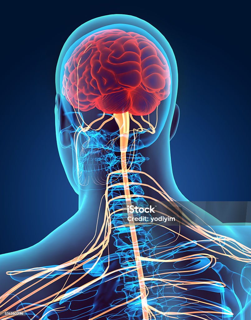 3D illustration male nervous system. 3D illustration male nervous system, medical concept. Human Nervous System Stock Photo