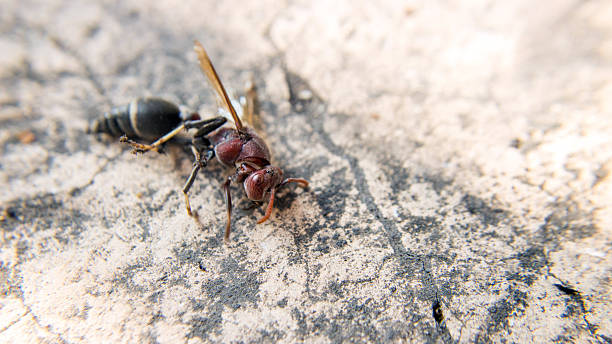 istock red hornet on cement ground 514260428
