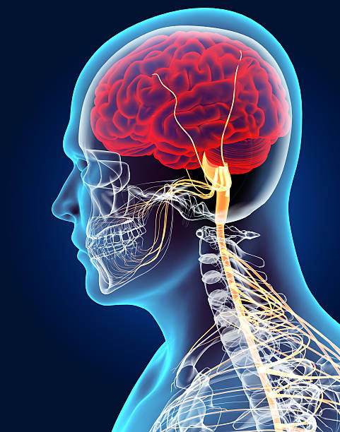 istock 3D illustration male nervous system. 514260504