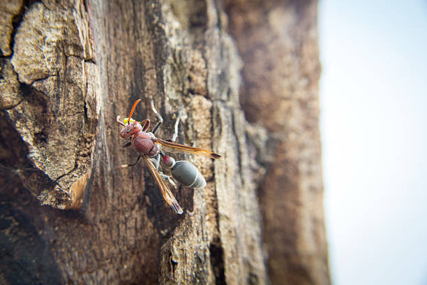 macro red hornet on wood