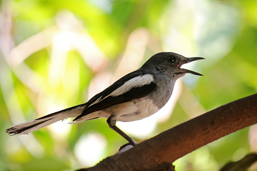Oriental Magpie Robin bird (Copsychus saularis)  with black and white body perching on a branch