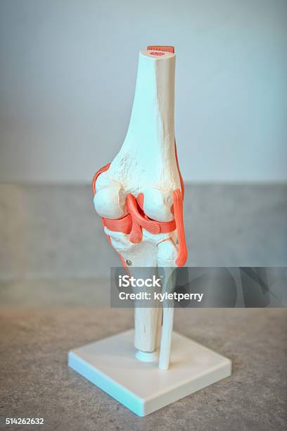 Right Rear Knee Assembly Anatomical Model Of Right Knee Joint Stock Photo - Download Image Now ...