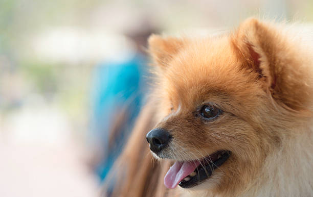 istock Pomeranian dog closeup with smile face 514262840