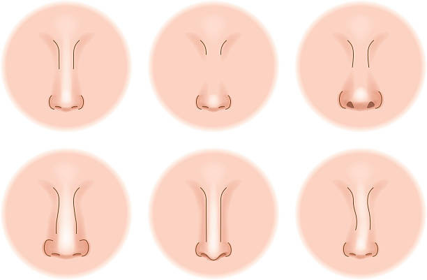 Nose shape Nose shape  pinocchio illustrations stock illustrations