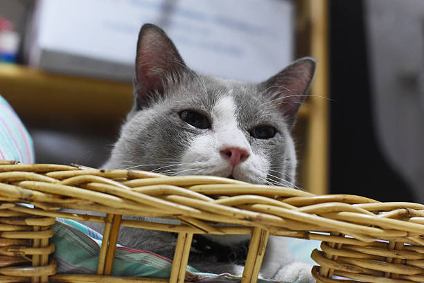 istock closed up the fatty grey cat is looking something 514262950