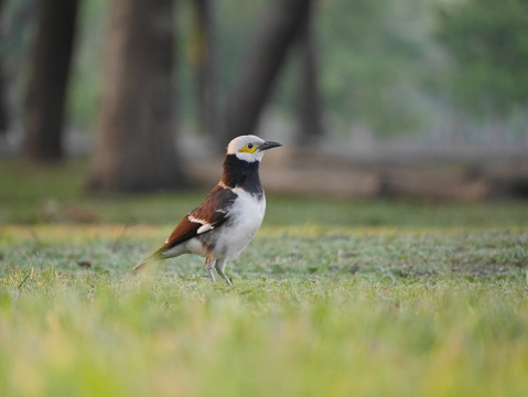 Black-collared starling bird on the grass