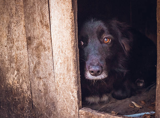 Guilty. Sad injured dog A shelter for animals. Pity and compassion. Poor expelled dog waiting for its master wind shelter stock pictures, royalty-free photos & images