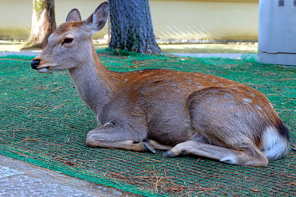 istock deer in Nara park, Japan 514264370