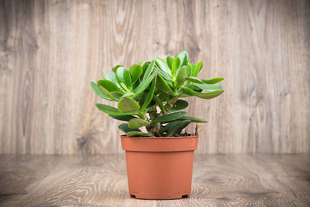 Crassula plant stock photo