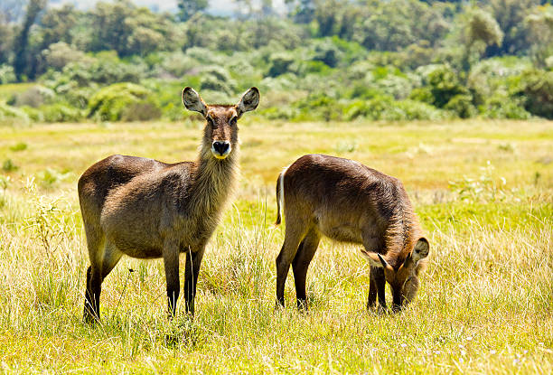Waterbuck adolescents stock photo