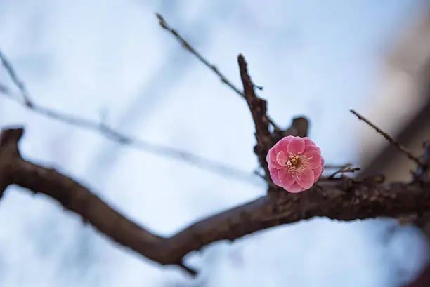 Japanese plum-blossom (ume), single pink flower, Ueno, Tokyo, Japan