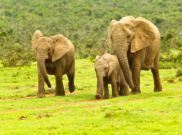 istock Elephant family walking towards a waterhole 514267202