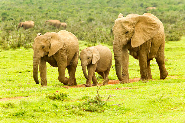 elefanten zu fuß auf einem wasserloch - addo south africa southern africa africa stock-fotos und bilder