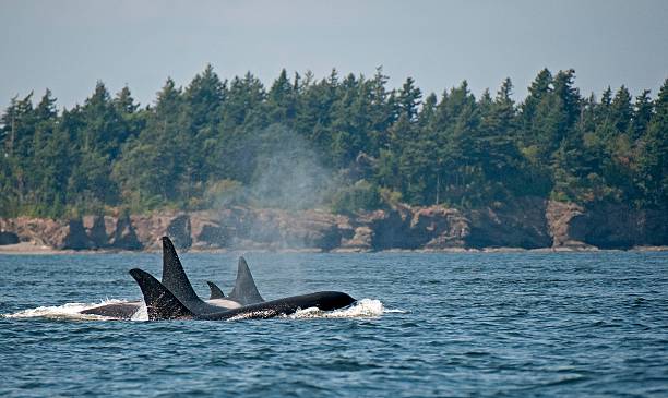 Pod Of Transient Orcas Killer whales off San Juan Islands cetacea stock pictures, royalty-free photos & images