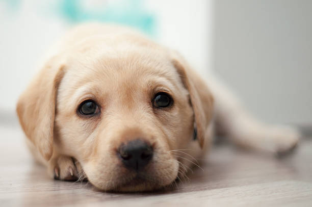 Sweet Labrador puppy stock photo