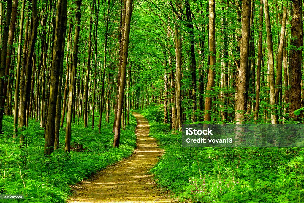 forest spring forest trees. nature green wood sunlight backgrounds. sky Footpath Stock Photo