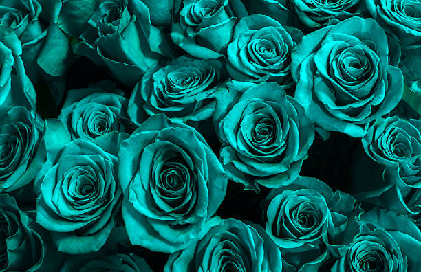 istock Greeting card with blue roses 514269252