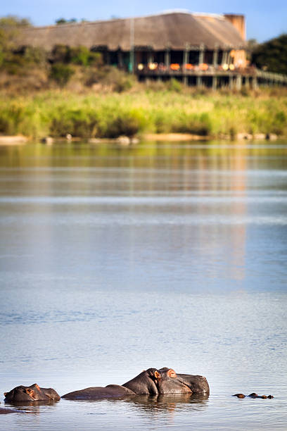View of the Sabie Sand River with hippos and the Lower Sabie Rest Camp, Kruger National Park, South Africa