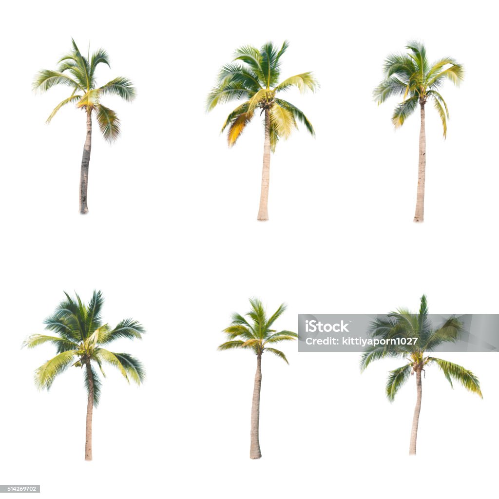 Asia Tree Background Asian Trees Isolate On White Backgrond Stock Photo - Download Image Now ...