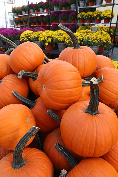 hallooween et de citrouille - halloween pumpkin jack olantern industry photos et images de collection